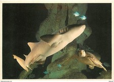 Animaux poissons aquarium d'occasion  Fruges