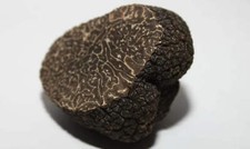 Mycélium truffe noire d'occasion  Clermont-Ferrand-
