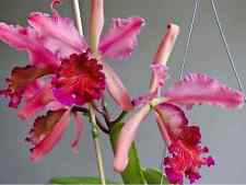 Cattleya dowiana var. for sale  LONDON