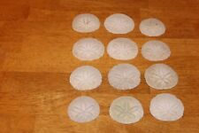 Real sand dollars for sale  Deltona