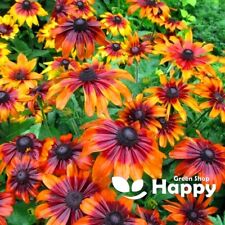 Coneflower autumn forest for sale  DONCASTER