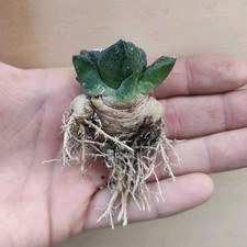 Ariocarpus bravo anus usato  Tramonti