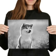 Shiba inu akita for sale  SELBY