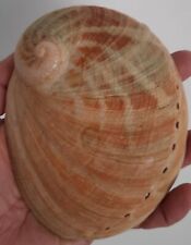 Curiosité taxidermie coquilla d'occasion  Montpellier-