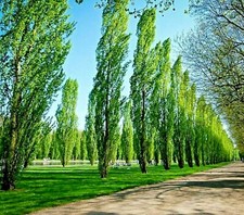 tulip poplar shade trees for sale tulip poplar shade trees for sale Marietta
