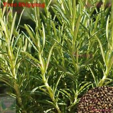 Rosemary seeds evergreen for sale  Ontario