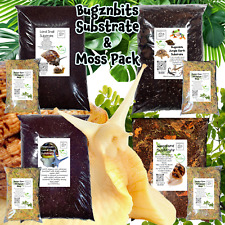 Bugznbits land snail for sale  MANCHESTER