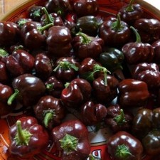 Sweet pepper seeds for sale  STAFFORD