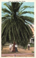 Cartão postal FL Under the Old Palm Tree Florida White Border Vintage PC G3457 comprar usado  Enviando para Brazil