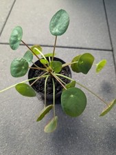 Pilea peperomioides pfannkuche gebraucht kaufen  Düsseldorf