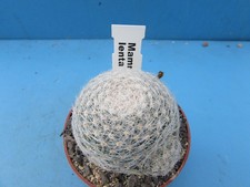 mammillaria for sale  BIRMINGHAM