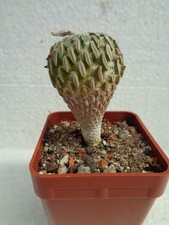 Pelecyphora aseliformis oltre usato  Spedire a Italy