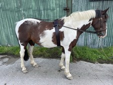 Stallion harness cob for sale  STOCKPORT