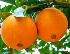 Citrus sinensis navel usato  Napoli