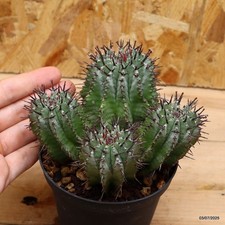 euphorbia tirucalli usato euphorbia tirucalli usato  Trevi