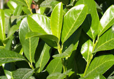 laurels for sale laurels for sale KING'S LYNN