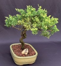 Juniper bonsai tree for sale  Patchogue