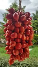 Graines tomate ancienne d'occasion  Poisy