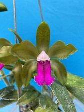 Cattleya bicolor green for sale  Daly City