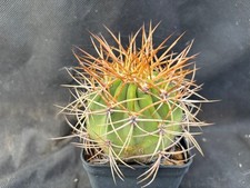 Denmoza rodacantha flavispina usato  Massafra