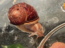 Adult cornu aspersum for sale  Fort Lauderdale