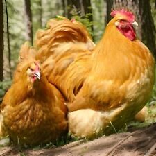 English buff orpington for sale  Lake Butler