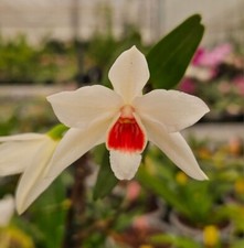 Dendrobium trankimianum super for sale  North