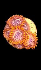 Utter chaos zoa for sale  CLACTON-ON-SEA