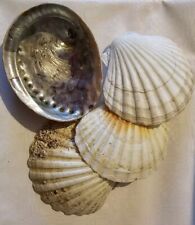Abalone sea shell for sale  LONDON