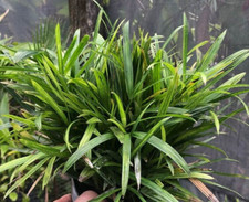 Rhapis excelsa super for sale  Boca Raton