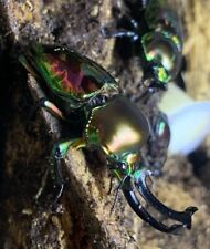 Rainbow stag beetle for sale  BRIGG