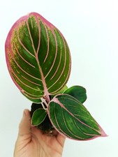 Aglaonema lotus delight usato  Massa di Somma