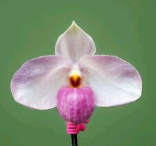 Paphiopedilum hybrid. rooted for sale  NOTTINGHAM