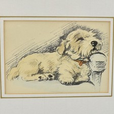 Lucy dawson sealyham for sale  WALTON ON THE NAZE