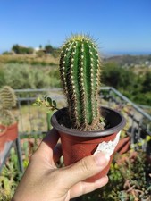 Vaso tricho spachianus usato  Barcellona Pozzo di Gotto