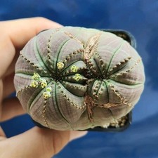 Euphorbia obesa dicotomico usato  Tramonti