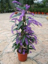 002249a hardenbergia violacea gebraucht kaufen  Dettingen an der Erms