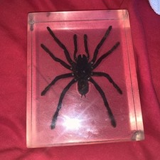 tarantula live for sale  SITTINGBOURNE