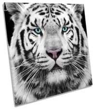 White tiger animal for sale  UK