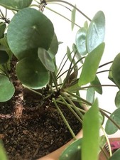 Pilea peperomioides ufopflanze gebraucht kaufen  München