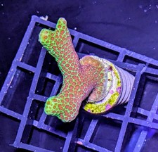 Branching grinch porites for sale  LYTHAM ST. ANNES