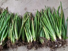 Organic aloe vera for sale  Naples