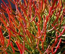 Fire stick euphorbia for sale  Miami