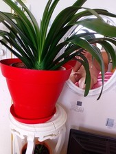 Plante verte d'occasion  Bléré