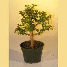 Bonsai tree baby for sale  Patchogue