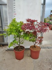 Pianta acer palmatum usato  Altamura