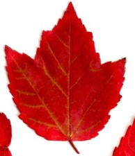 Acer rubrum brandywine usato  Napoli