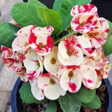 Crown thorns thai for sale  USA