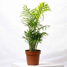 Chamaedorea elegans parlour for sale  BRISTOL