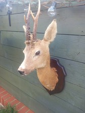 Taxidermy roe deer for sale  HARTLEPOOL